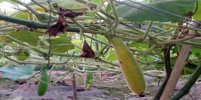 লাউ এর করা পঁচে যাওয়া রোধে সহজে যা করণীয়