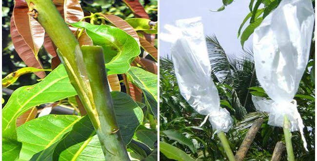 আমের জোর কলম