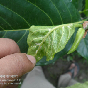 কাঁঠালের জাব পোকা