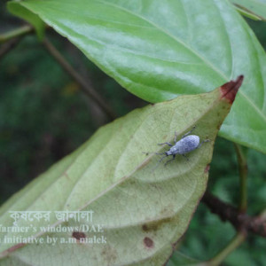লটকনের পাতার উইভিল