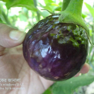 বেগুনের ফল বিকৃতি সমস্যা
