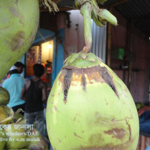 নারিকেলের সাদা মাকড়