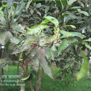 আমের গলমাছি