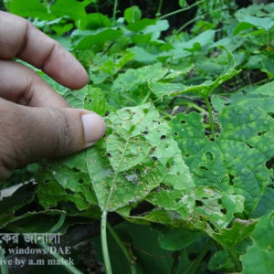 কাকরোলের জাপ পোকা