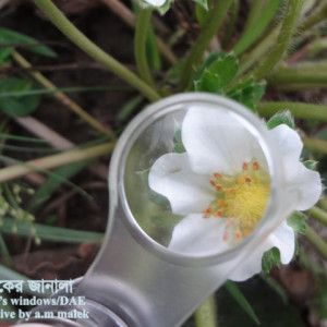 স্ট্রবেরির থ্রিপস