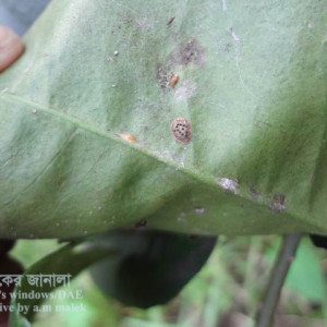 বাতাবি লেবুর খোসা পোকা