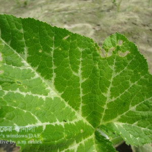 মিষ্টি কুমড়ার লাল বিটল পোকা