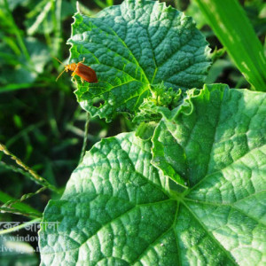 বাঙ্গির লাল বিটল পোকা