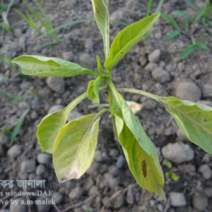 মিষ্টি মরিচের ঢলেপড়া রোগ