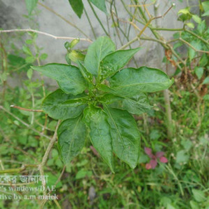 মরিচের জাব পোকা