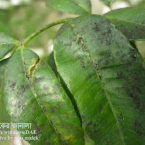 আমড়ার শুটি মোল্ড রোগ